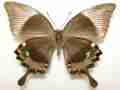 Papilio daedalus (verso Aberration, Marinduque Is. Philippines) (Internet Image property of respective owner, non-commercial use only)